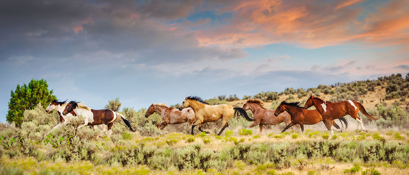 Wild Horses Explore Tooele County